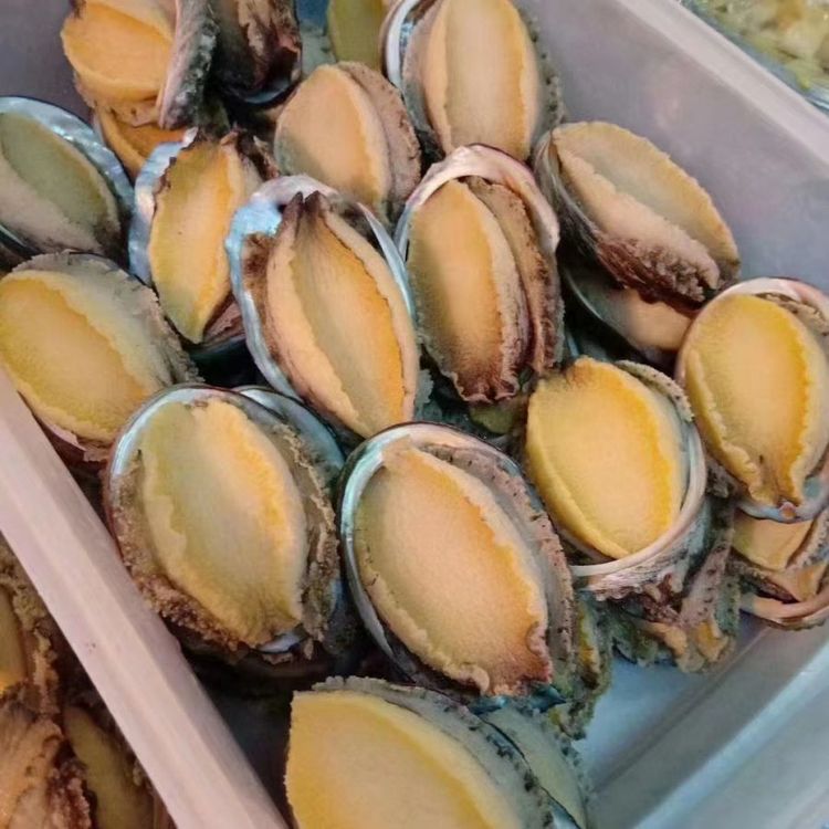 Shell-On, Abalon yang Hancur | Daging Abalon Beku Flash Segar